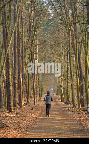 Waldweg, Spandauer Forst, Hakenfelde, Spandau, Berlin, Deutschland *** Waldweg, Spandauer Forst, Hakenfelde, Spandau, Berlin, Allemagne Banque D'Images
