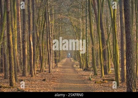 Waldweg, Spandauer Forst, Hakenfelde, Spandau, Berlin, Deutschland *** Waldweg, Spandauer Forst, Hakenfelde, Spandau, Berlin, Allemagne Banque D'Images