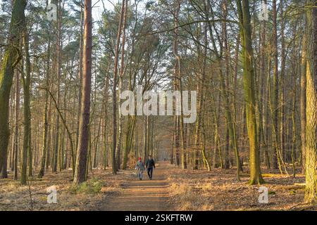 Waldweg, Spandauer Forst, Hakenfelde, Spandau, Berlin, Deutschland *** Waldweg, Spandauer Forst, Hakenfelde, Spandau, Berlin, Allemagne Banque D'Images