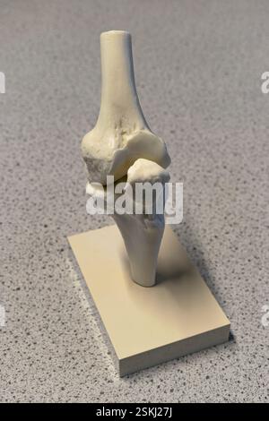 Modèle plastique d'une articulation du genou humain. Utilisé en classe de biologie scolaire ou peut être trouvé sur le bureau d'un médecin. Banque D'Images