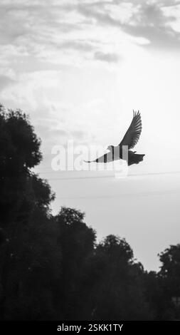 Plan vertical noir et blanc d'un pigeon à mi-vol, les ailes s'écartent largement sur un fond contrasté. Une composition intemporelle et artistique Banque D'Images