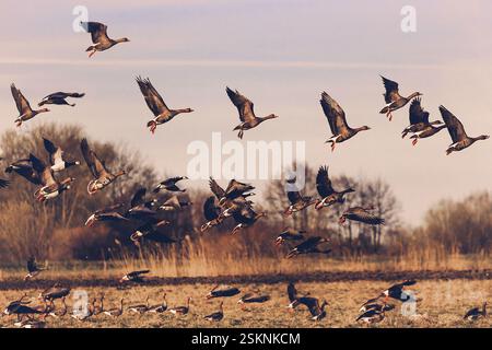 Troupeau de canards décollant dans un paysage rural, Lituanie Banque D'Images