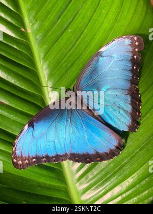 Papillon Morpho bleu avec des ailes étalées sur une feuille verte brillante Banque D'Images