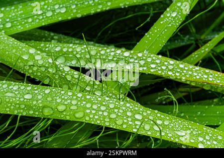 De grosses perles de rosée matinale s'accumulent sur des brins d'herbe verte. Banque D'Images