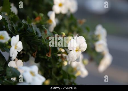 Belles fleurs blanches avec un soleil tôt le matin sur eux Banque D'Images
