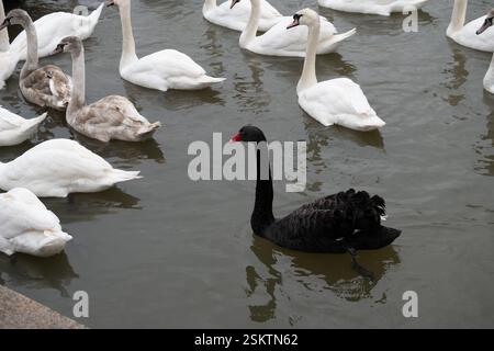 Cygne noir (Cygnus altratus) avec cygnes muets (Cygnus olor) sur la rivière Avon, Stratford-upon-Avon, Royaume-Uni Banque D'Images
