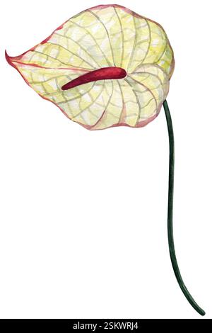 Illustration de fleur d'anthurium aquarelle. Illustration dessinée à la main de plante exotique tropicale. Dessin botanique pour cartes de voeux ou invitation de mariage Banque D'Images