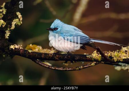 Attrape-mouches bleues à queue blanche (Elminia albicauda) du parc national Queen Elisabeth, Ouganda. Banque D'Images