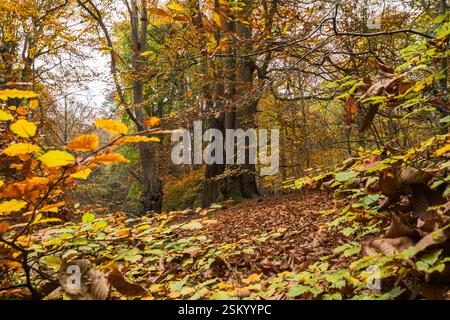 Hêtres Fagus sylvatica, montrant une belle couleur d'automne et litière de feuilles de hêtre tapis le sol, lisière de bois, Norfolk, novembre Banque D'Images