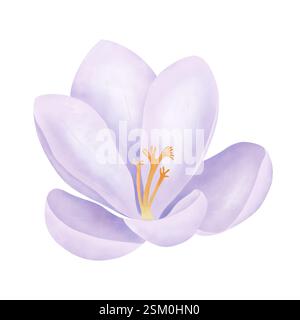 Fleur de crocus pourpre. Aquarelle peinture de safran dessinée à la main sur blanc. Clipart floral de printemps pour invitations de mariage, cartes de voeux et impression. Banque D'Images