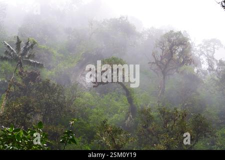 Forêt nuageuse dans le parc national Los nevados Colombie Banque D'Images