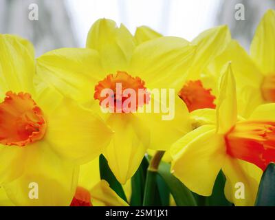 Jonquilles Narcisse Orangerie, couleurs jaune et orange vives, mise au point sélective avec fond flou, lumières naturelles, fleurs parfumées Banque D'Images