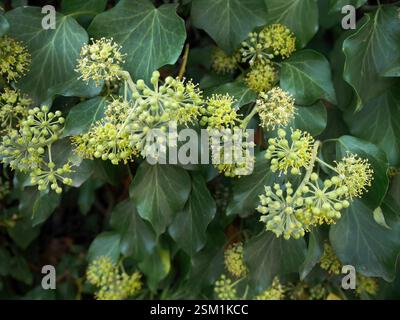 Fleur d'hélice Hedera ou lierre anglais dans le jardin de Géorgie, plante grimpante en plein air, plante décorative murale, flore de fleurs de lierre sauvage Banque D'Images
