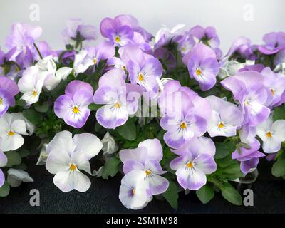 Pansies Viola tricolore, pastel violet et fleurs blanches ou Johnny Jump Up, pétale en forme de coeur, fleur sauvage et de jardin en fond de mur blanc Banque D'Images