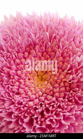 Fleurs de pollen jaune gerbera rose en macro, mise au point sélective, fleur pour papier peint, toile de fond, détails du pollen Banque D'Images