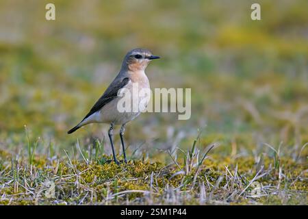 Wheatear du Nord (Oenanthe Oenanthe / Motacilla Oenanthe) femelle adulte au printemps dans la prairie Banque D'Images