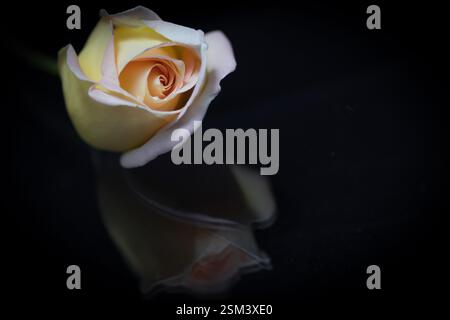 Rose jaune douce brillante en gros plan sur un fond sombre et réfléchissant, soulignant l'élégance, la beauté et l'amour. Banque D'Images