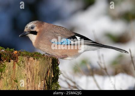 Jay eurasien (Garrulus glandarius) dans la neige Yorkshire Angleterre. Banque D'Images