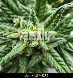 Gros plan d'une plante de cannabis avec ses feuilles vertes et ses bourgeons en grand détail Banque D'Images