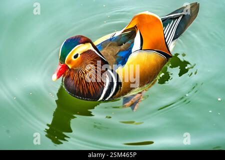 Coloré Mandarin Duck Aix Galericulata Palais d'été Pékin Chine. Originaire de Chine. Apparenté au canard à bois nord-américain. Banque D'Images