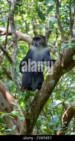 Singe majestueux vu dans une jungle luxuriante, pleine de biodiversité, affichant un comportement ludique Jozani Zanzibar Banque D'Images