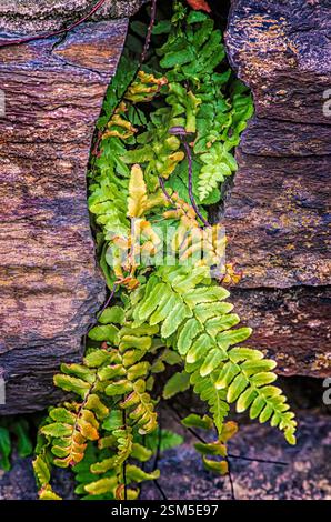 Fougères vertes vibrantes poussant à partir des fissures d’une bûche altérée, symbolisant la résilience et l’adaptabilité de la nature. Banque D'Images