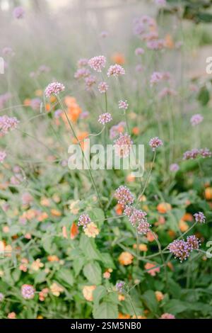 Les fleurs sauvages aux couleurs variées fleurissent dans un jardin luxuriant sous la lumière du soleil en début d'après-midi. Banque D'Images