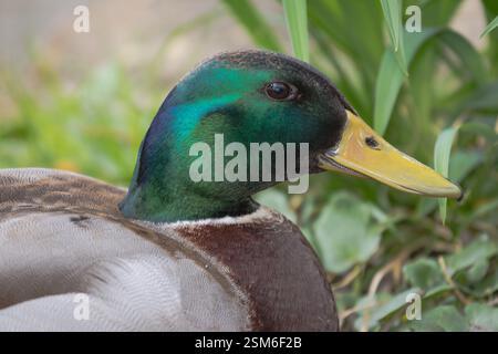 Gros plan détaillé d'un canard colvert mâle, présentant sa tête verte éclatante, son bec jaune et son plumage multicolore, entouré d'un dos naturel doux Banque D'Images