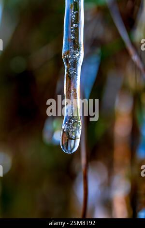 Gros plan d'une glace fondante capturant une goutte d'eau avant de tomber avec un arrière-plan naturel flou dans un superbe Macro Detail Banque D'Images