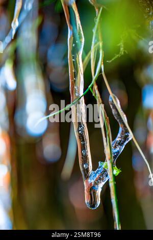 Glaçons complexes enveloppant des lames d'herbe avec un arrière-plan de bokeh doux et de lumière naturelle dans un magnifique cliché macro hivernal Banque D'Images