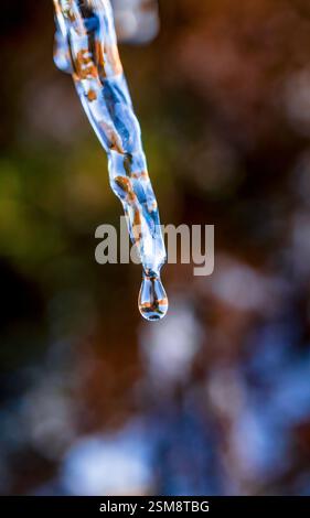 Gros plan d'une glace fondante capturant une goutte d'eau à la mi-automne avec un arrière-plan naturel flou dans un superbe détail macro Banque D'Images