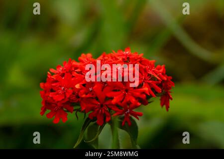 Vif Croix de Malte (Lychnis chalcedonica) fleurs en fleur vibrante avec fond vert luxuriant Banque D'Images