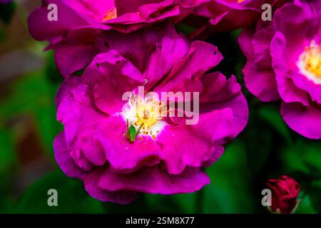 Fleur de rose magenta éclatante avec Golden Center et Green Grasshopper gros plan Banque D'Images