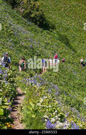 Adultes et enfants marchent le long d'un sentier de montagne à travers les pentes couvertes de fleurs sauvages à Crystal Mountain près du mont. Rainier, Washington. Banque D'Images