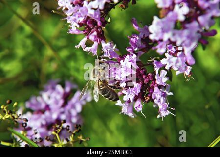 Abeille laborieuse recueille le nectar des fleurs roses sur fond de fleurs et feuilles d'origan vert Banque D'Images