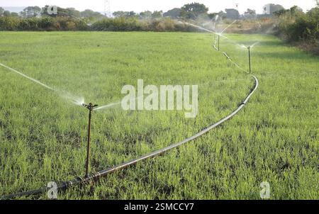 Les arroseurs sont utilisés pour irriguer les cultures de blé près de Jabalpur, Madhya Pradesh, Inde, Asie Banque D'Images