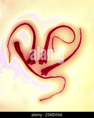 Épices, fil de safran dans l'eau sur fond coloré Banque D'Images