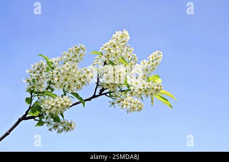 Brindille fleurs de cerisier des oiseaux contre le ciel bleu Banque D'Images