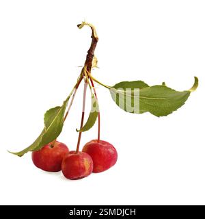 Trois pommes rouges sauvages sur une branche avec des feuilles vertes isolées sur fond blanc Banque D'Images
