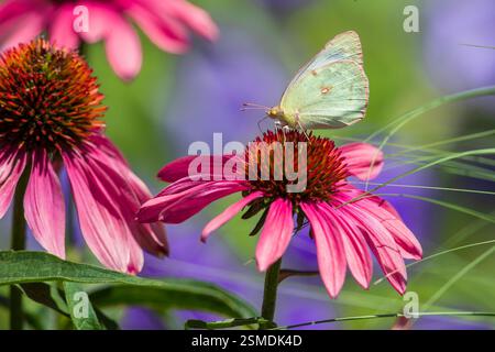 Un jardin de fleurs d'échinacée rose visité par un joli papillon de soufre avec des bords roses sur ses ailes. Banque D'Images