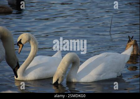 Les cygnes glissent gracieusement sur un lac calme, leurs plumes blanches reflétant la lumière du soleil. Leur long cou se plie vers l'eau alors qu'ils cherchent de la nourriture, Banque D'Images