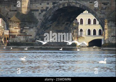 Le pont Charles, symbole de la beauté et de l'histoire de Prague, surplombe la rivière Vltava. Les cygnes s'élèvent gracieusement au-dessus de l'eau, tandis que la pierre antique Banque D'Images
