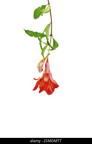 Le grenat rouge fleur sur une branche avec des feuilles vertes isolé sur fond blanc Banque D'Images