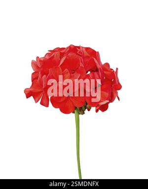 Inflorescence géranium rouge isolé sur fond blanc Banque D'Images