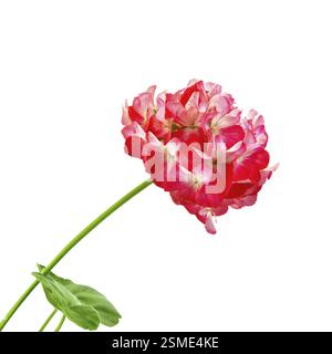 Inflorescence géranium rouge et blanc avec des feuilles vertes isolé sur fond blanc Banque D'Images