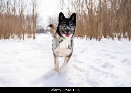 Chien Husky dans la neige. Husky sibérien avec les yeux bleus dans le parc d'hiver. Chien jouant à l'extérieur en hiver, heureux aimant la neige. Banque D'Images