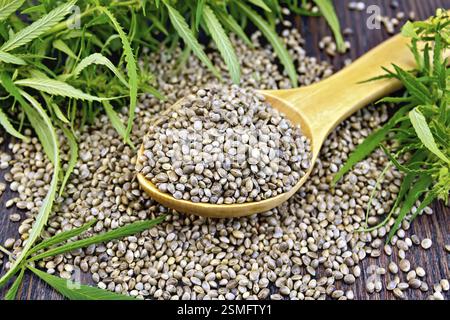 Cuillère en chanvre Grain avec feuilles de cannabis sur l'arrière-plan de planches de bois foncé Banque D'Images