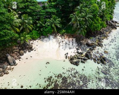 La plage de sable blanc est bordée par des rangées de palmiers majestueux et de rochers de granit. Seychelles, Mahé. Anse Bougainville. Banque D'Images