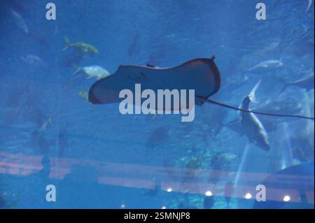 Dans un aquarium de Dubaï, une raie glisse sans effort dans l'eau, ses larges ailettes créant un spectacle fascinant. D'autres poissons colorés fléchissent autour Banque D'Images