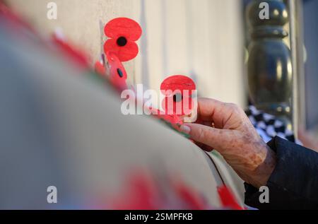 Main d'une personne âgée plaçant des coquelicots rouges sur le mur. Commémoration de la Journée ANZAC. Auckland. Banque D'Images